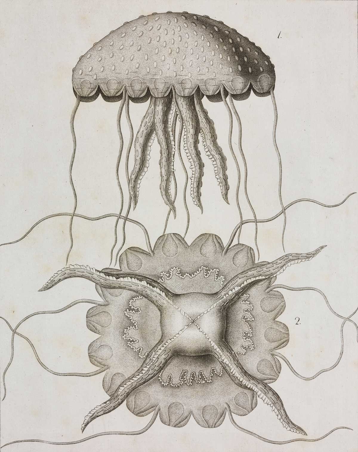 Mauve Stinger (Pelagia noctiluca), engraving by Raffaele Estevan, 1843 © Getty Images.