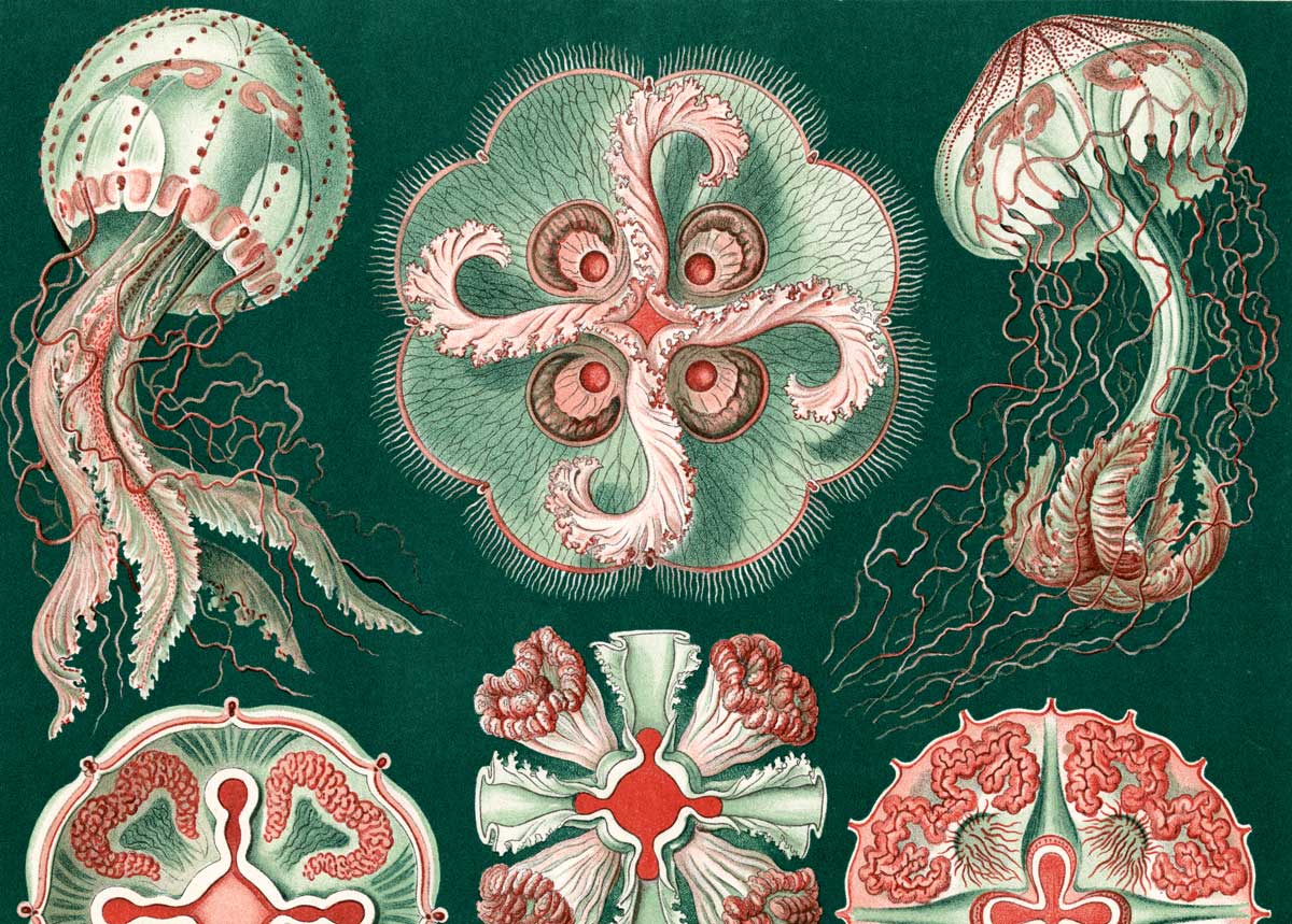 Detail of Discomedusae from Ernst Haeckel’s Kunstformen  der Nature, 1899-1904 © Bridgeman Images