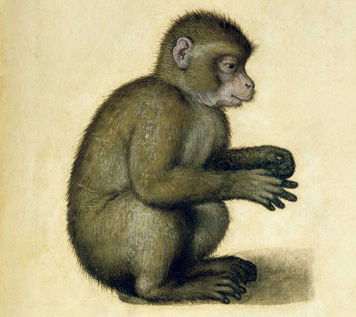 Dürer’s monkey, 16th century © Bridgeman Images.