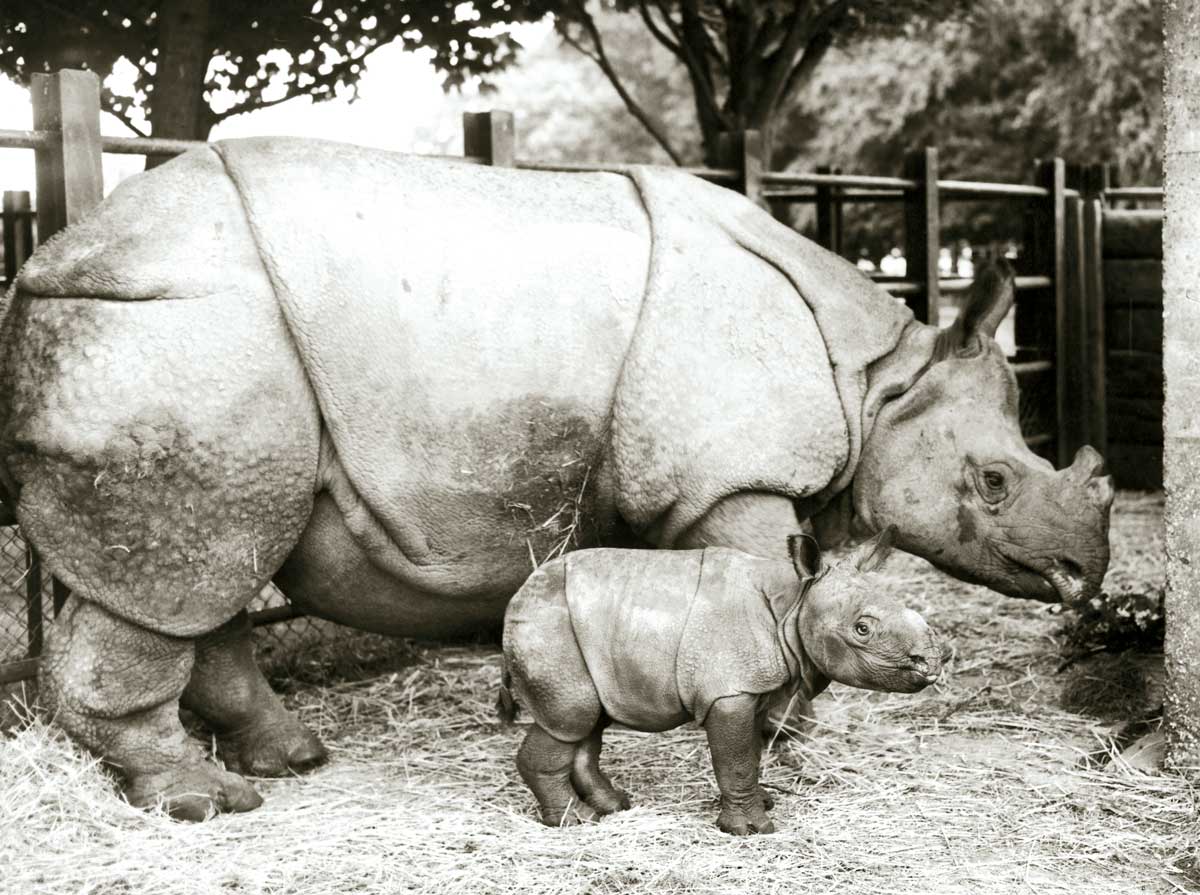 An Indian rhinoceros and  its calf, Whipsnade Zoo, 1960 © Getty Images.