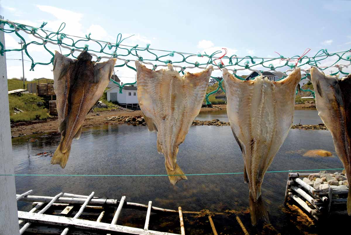 Many dried fish called stockfish for sale at european market Stock