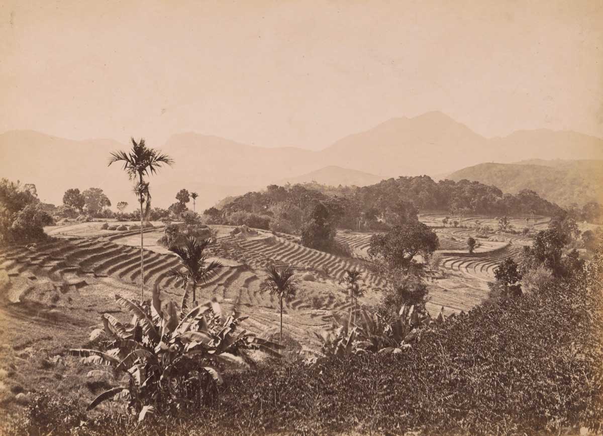 'Terraces with rice fields in Ceylon', c.1850. Rijksmuseum.