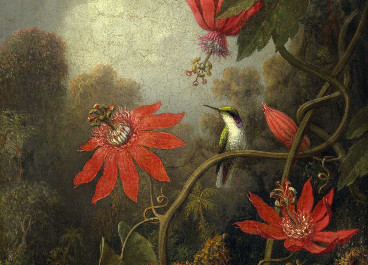Pictured: the black-eared fairy (Heliothryx aurita) whose habitat is the lowlands of the Amazon basin, as is the passionflower (Passiflora racemosa). Hummingbird and Passionflowers (detail), c.1875–85, Martin Johnson Heade. Metropolitan Museum of Art.