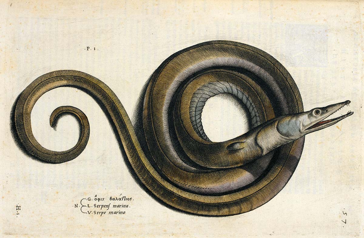 An eel, probably a serpent eel, from Aquatilium animalium historiea, liber primus, by Ippolito Salviani, 1554 © British Library Board/Bridgeman Images.