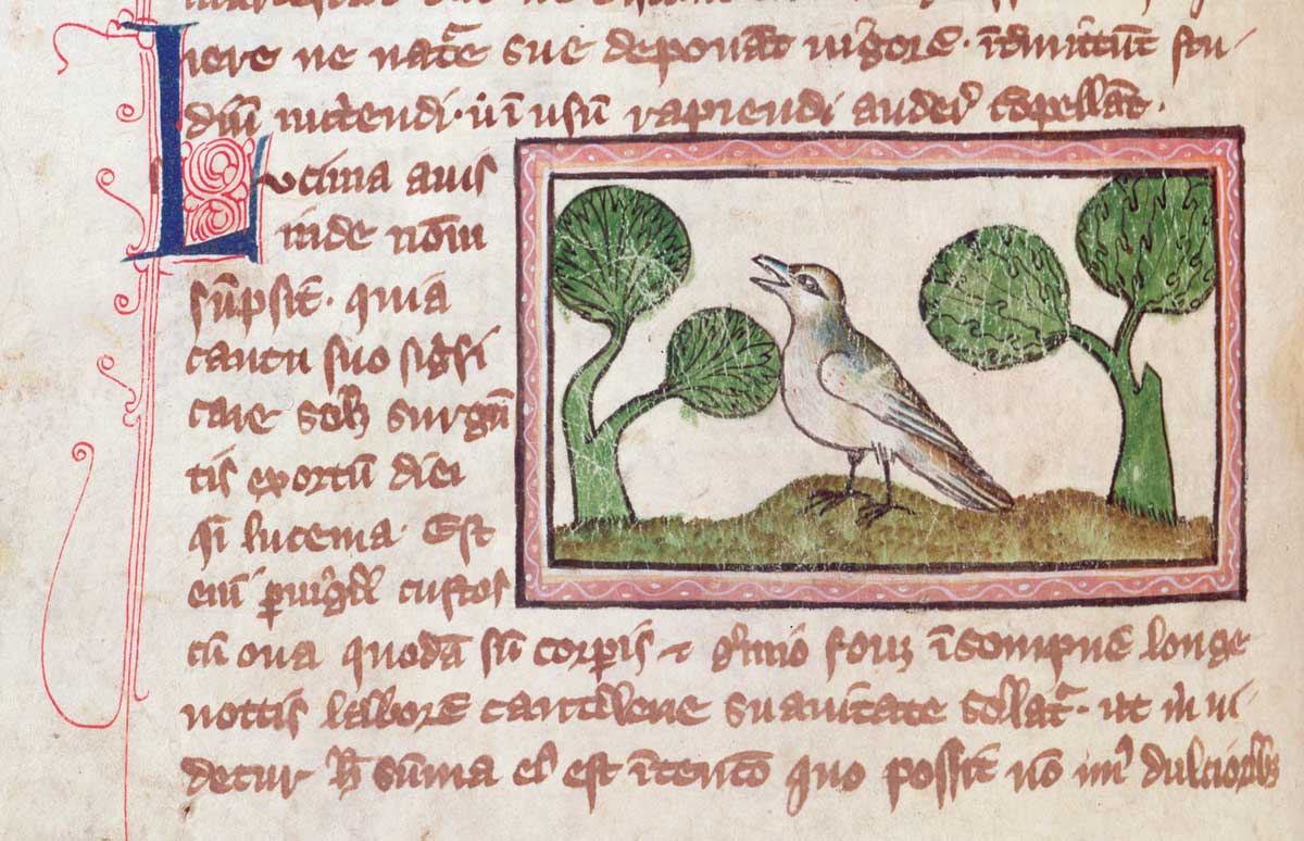 Birds in a bestiary, 14th-century English manuscript (detail) © Bridgeman Images.