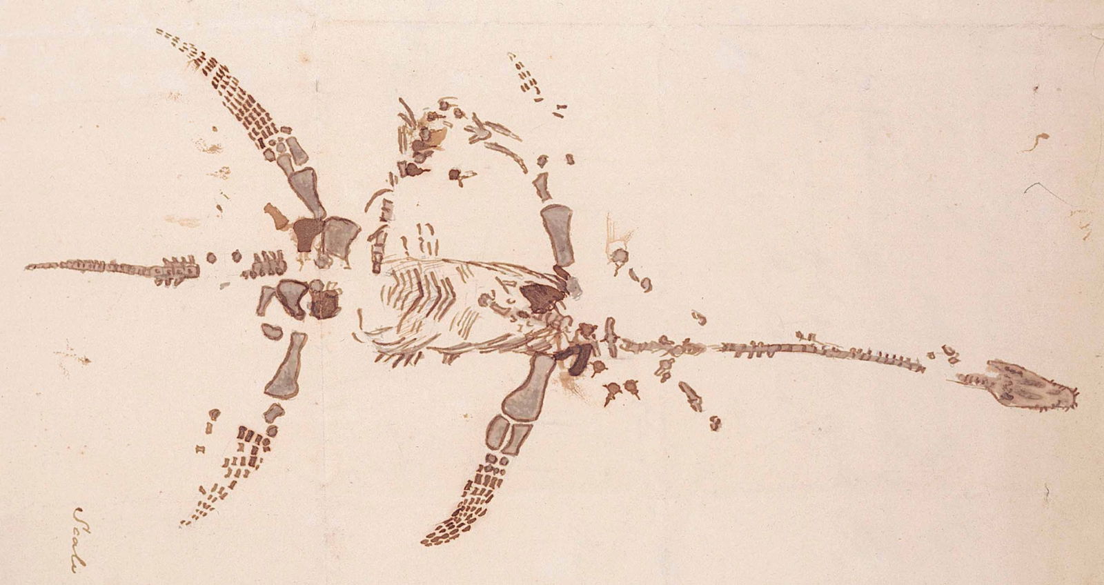 Sketch of plesiosaurus, in a letter from Mary Anning. Wellcome Collection.