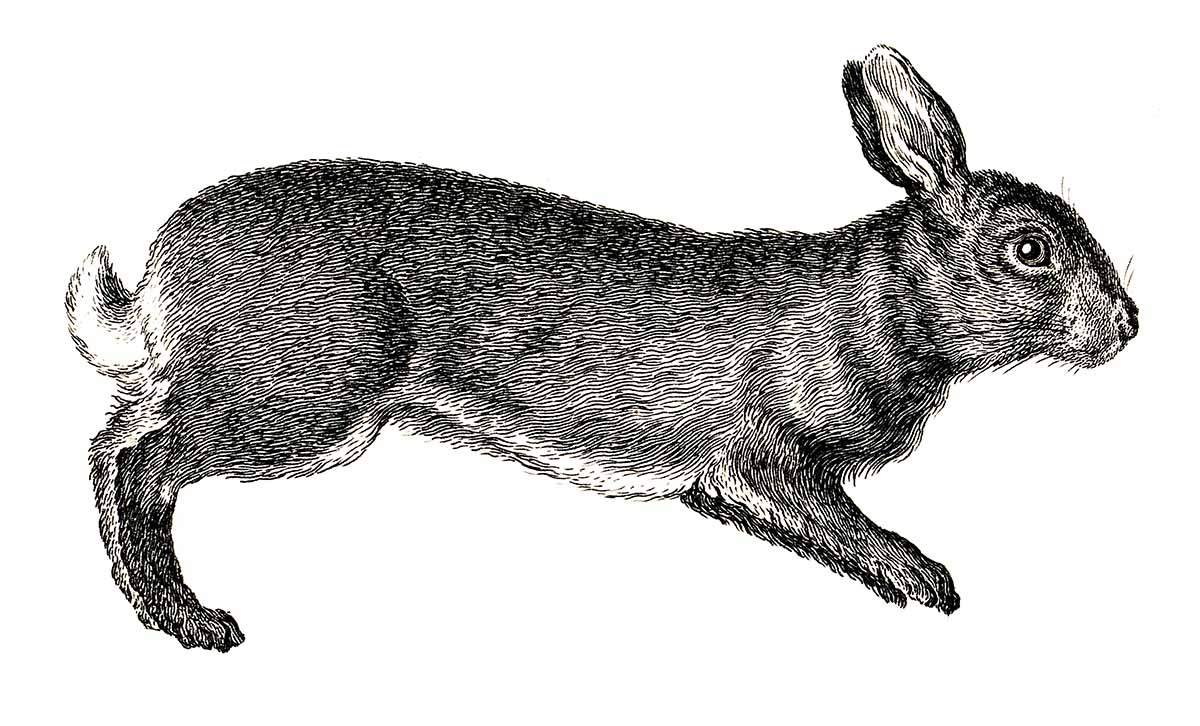 Rabbits 5
