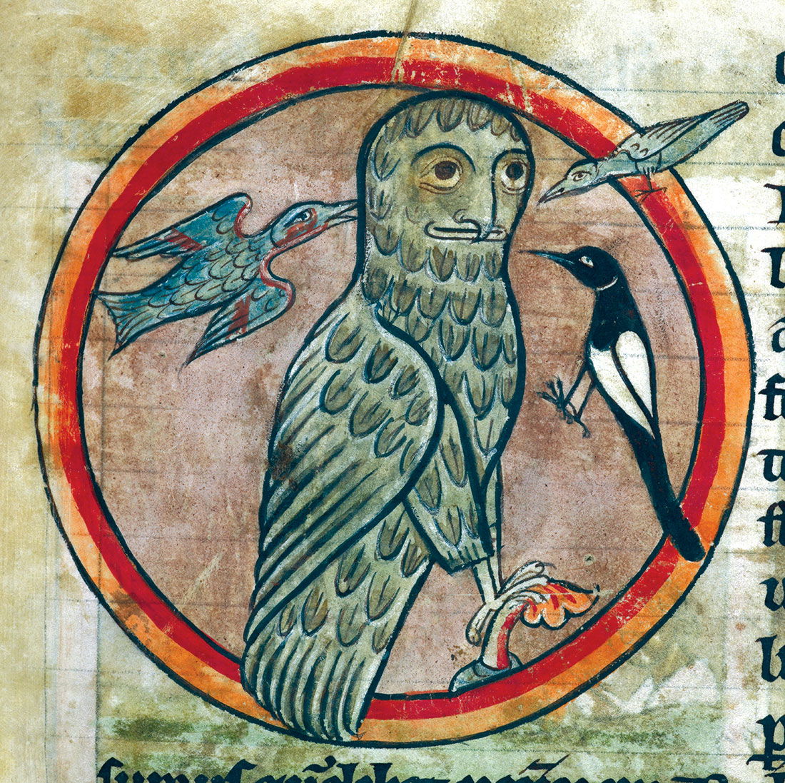 Not so wise: an owl is mobbed by smaller birds, from an English bestiary, 1230-40.