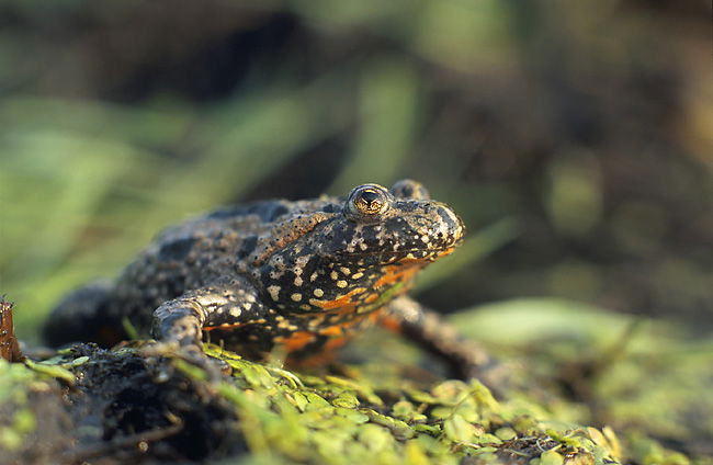 Bombina bombina by Marek Szczepanek. Licensed under CC BY-SA 3.0 via Wikimedia Commons.