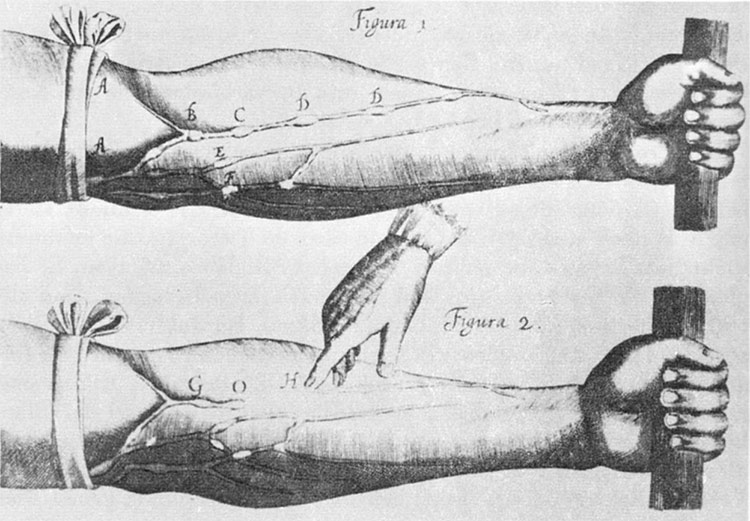 Image of veins from Harvey's Exercitatio Anatomica de Motu Cordis et Sanguinis in Animalibus