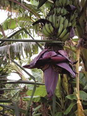 Banana flower at La Huerta. Photo: Dean Wood