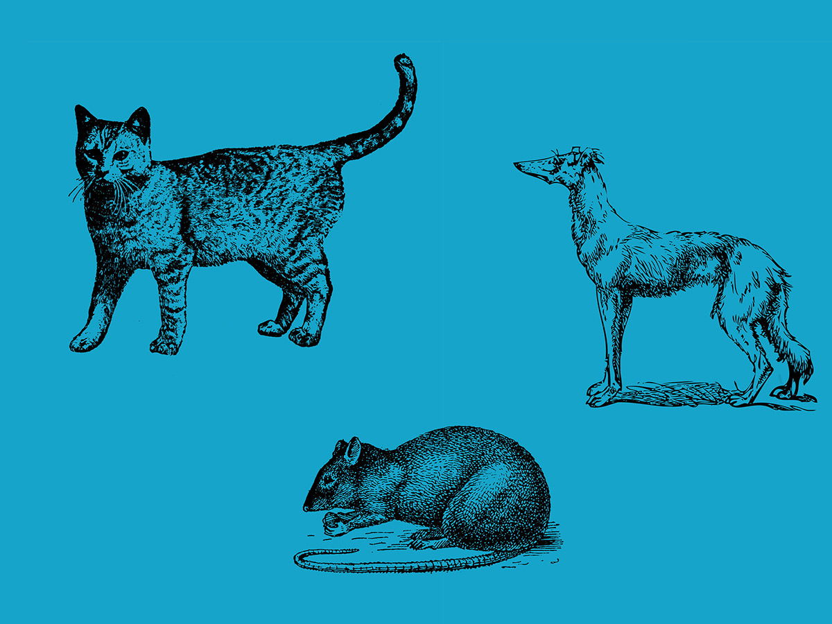 Cat rat clearance