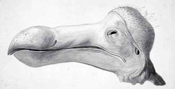 Recently discovered sketch of the Ashmolean Dodo head at Oxford, prior to dissection.