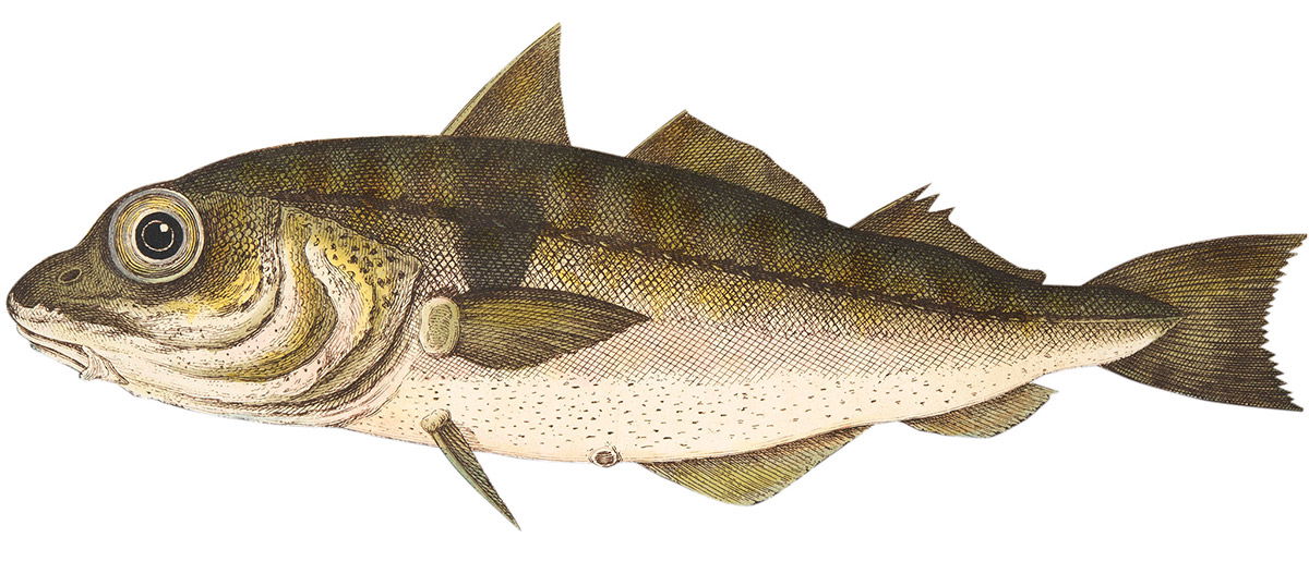 ‘The Haddock’, from A Treatise on Fish and Fish-ponds, published in 1832.