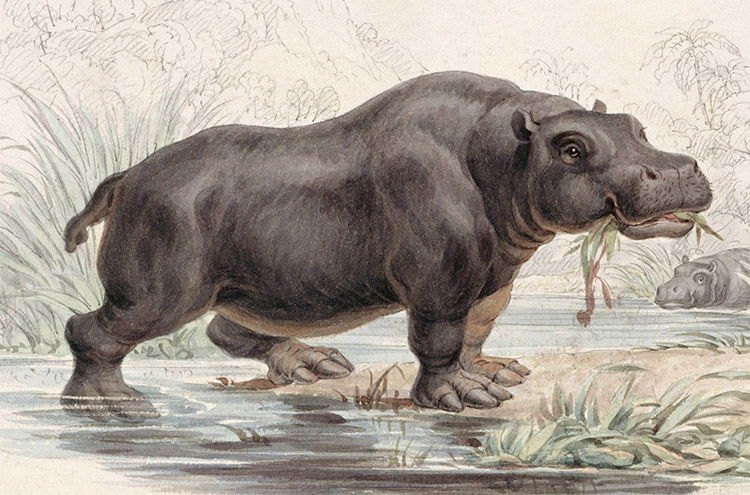 Hippopotamus amphibius, an illustration from William Jardine’s The Naturalist’s Library, 1833-43.