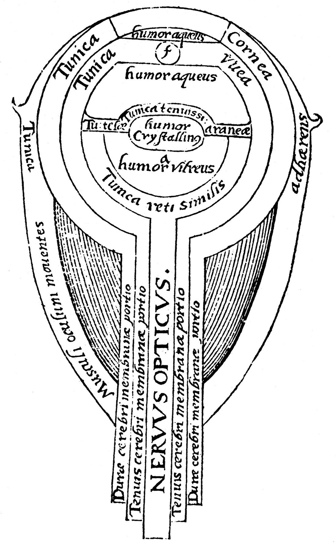 Here’s looking at you: the anatomy of an eye, from Opticae Thesaurus (1572), German, woodcut.