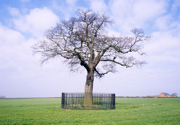 Branches of history: the Boscobel Oak