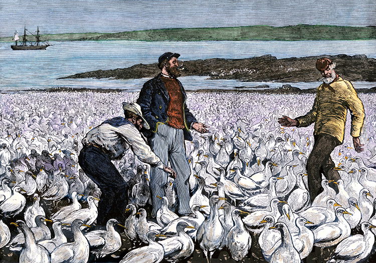 Sailors visiting a guano bed off the coast of Peru, 1880