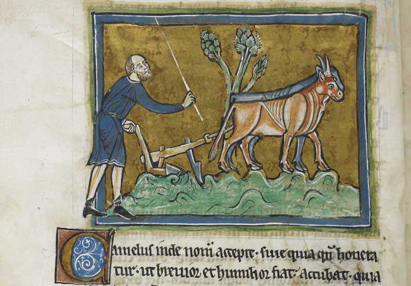 A man ploughing with oxen from the Rochester Bestiary, c.1250-1350.