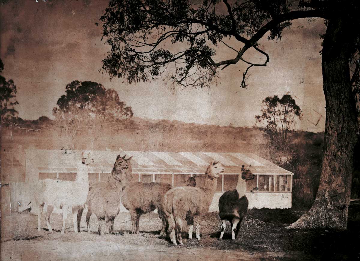 alpacas at Woodlands in Bathurst,  New South Wales, c.1864.