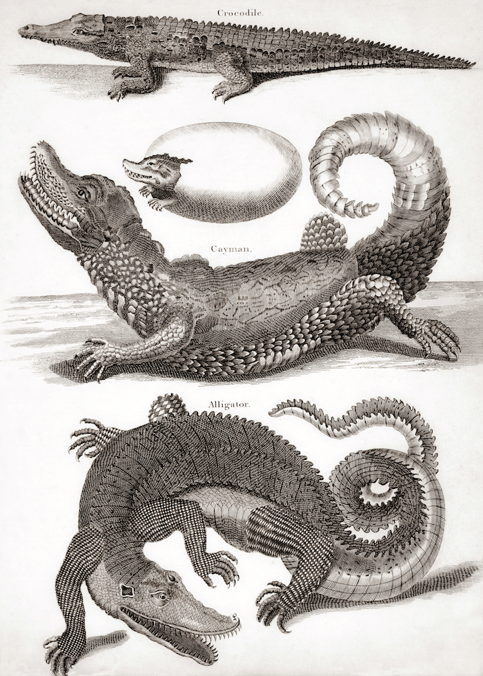 crocodile, caiman and alligator’, 18th-century engraving. Bridgeman Images.