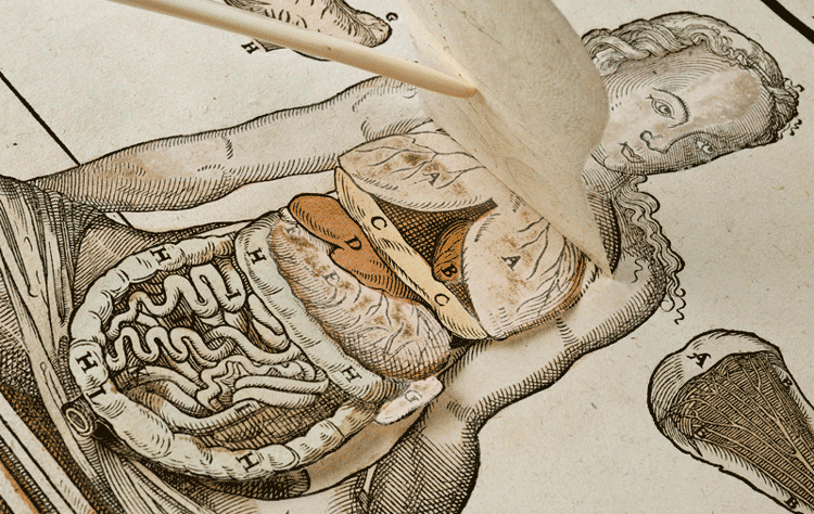 Anatomical fugitive sheet, female. Wellcome Collection.