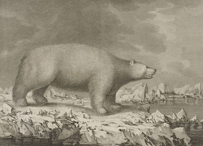 A polar bear, John Webber, from Folio of Plates to Captain Cook's Voyages, 1784. Museum of New Zealand/Te Papa Tongarewa. Public Domain.