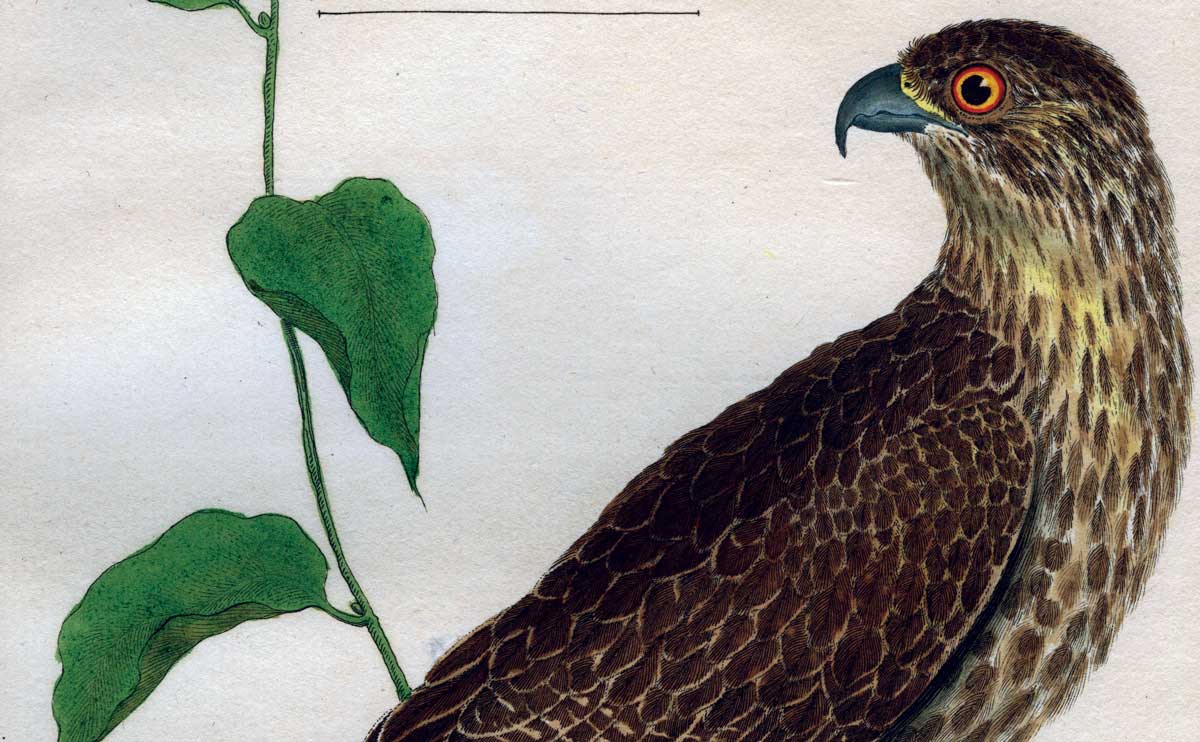 A gyrfalcon. 18th-century coloured engraving, by François-Nicolas Martinet.