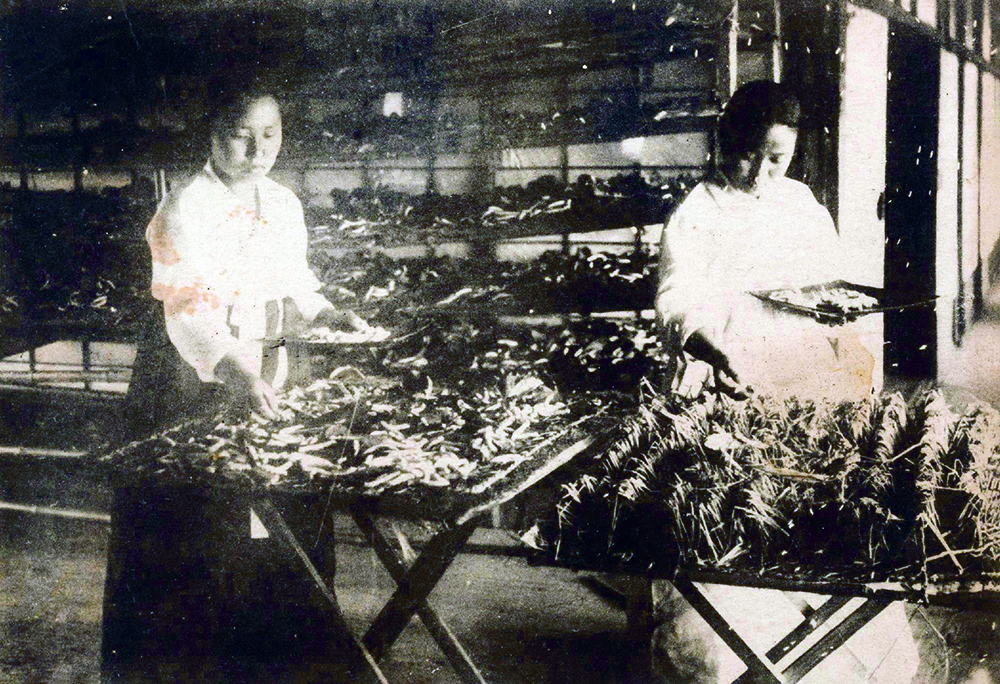 a woman raises silkworms, Korea, early 20th century. Japanese postcard produced to showcase the changes to agriculture under colonial rule. National Folk Museum of Korea
