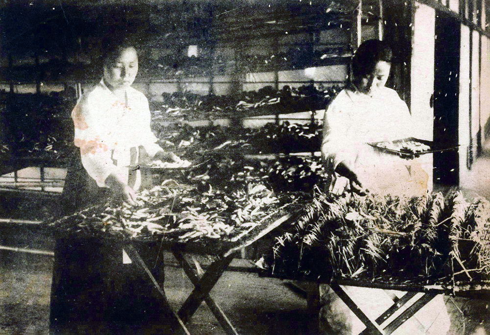 a woman raises silkworms, Korea, early 20th century. Japanese postcard produced to showcase the changes to agriculture under colonial rule. National Folk Museum of Korea