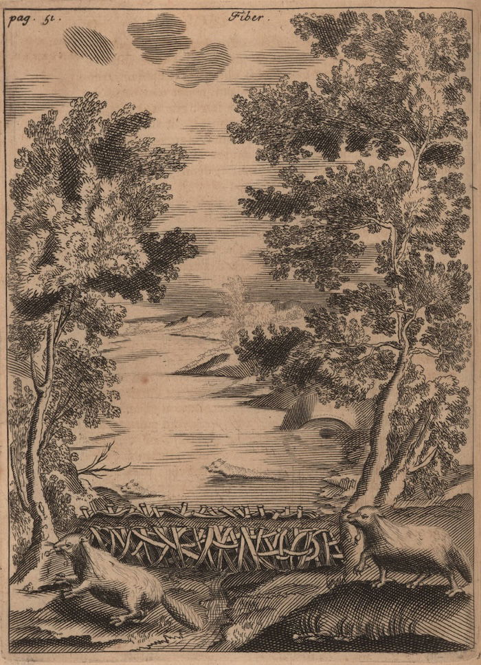 Beavers and a dam from Historiae Canadensis by François du Creux, 1664. ©John Carter Brown Library, Box 1894, Brown University, Providence, R.I. 02912.