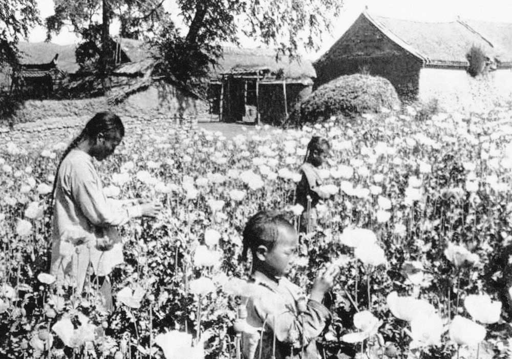 opium farmers in a poppy field  in Yunnan, China, c.1900.