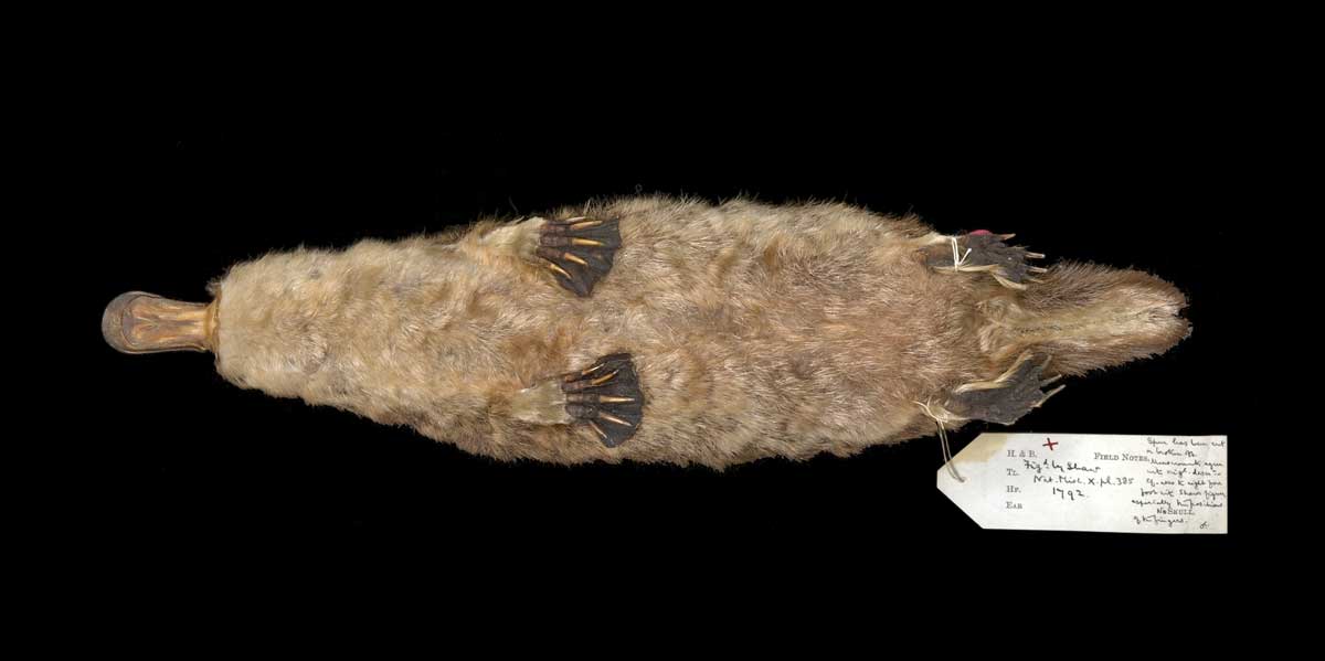 Male platypus skin, held at the Natural History Museum.