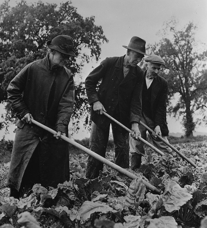 A family in Essex work their sugar beet crop, April 1943. Library of Congress. Public Domain.