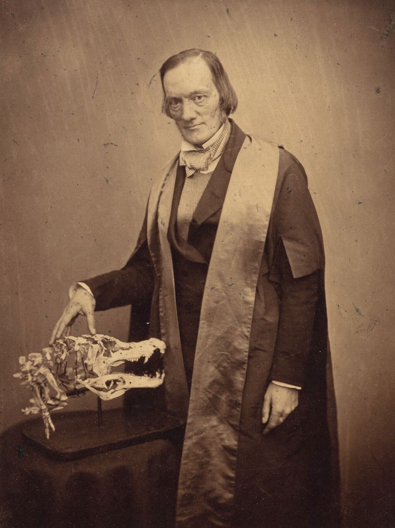 Professor Richard Owen with a crocodile skull, Maull & Polyblank, 1856. J. Paul Getty Museum, Los Angeles. Public Domain.
