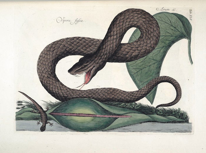 A snake, from Mark Catesby’s Natural History of Carolina, Florida and the Bahama Islands, 1729-49. National Gallery of Art Washington. Public Domain.
