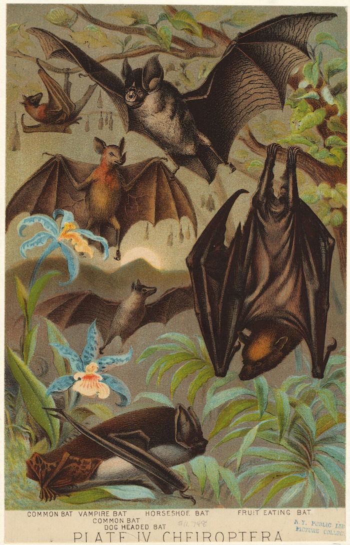 A print showing various species of bat, including the vampire, 1880 New York Public Library. Public Domain.