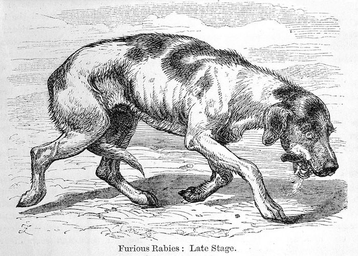 Late stage rabies, by George Fleming, 1872. Wellcome Collection. Public Domain.