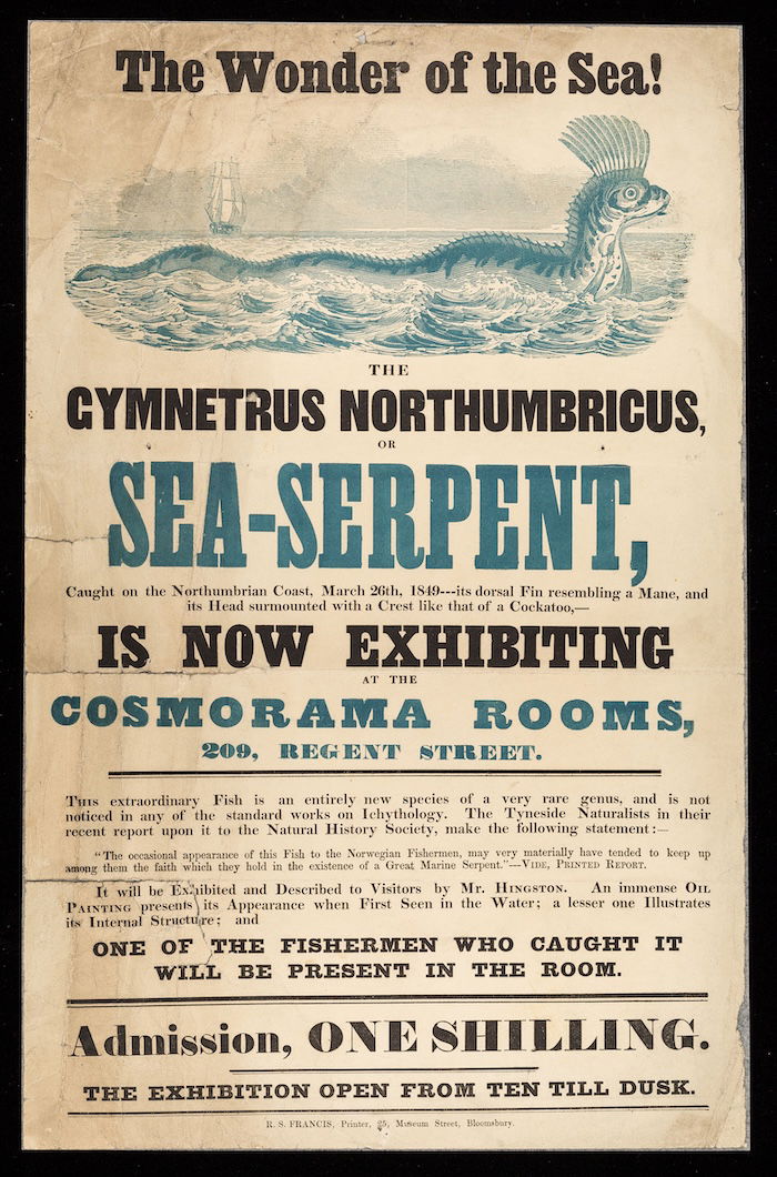 The wonder of the sea!: A ‘sea-serpent’ (likely a ribbonfish) caught on the Northumbrian coast, c.1850. Wellcome Collection. Public Domain.