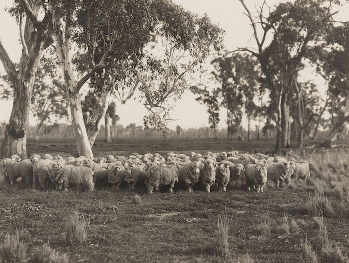 A stud merino flock, Burrawang, New South Wales, 1920s. State Library of New South Wales. Public Domain.