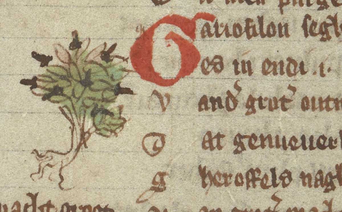 A clove tree, from Jacob van Maerlant’s Der naturen bloeme (The Flower of Nature), Flemish, early 14th century. British Library/Add MS 11390, f.79v.