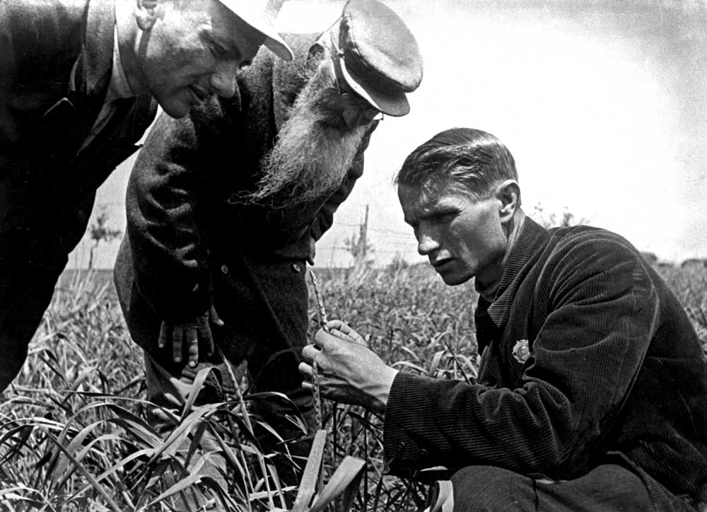Trofim Lysenko measuring the growth of wheat on one of the kolkhoz fields near Odessa, Ukrainian SSR, c.1930s.