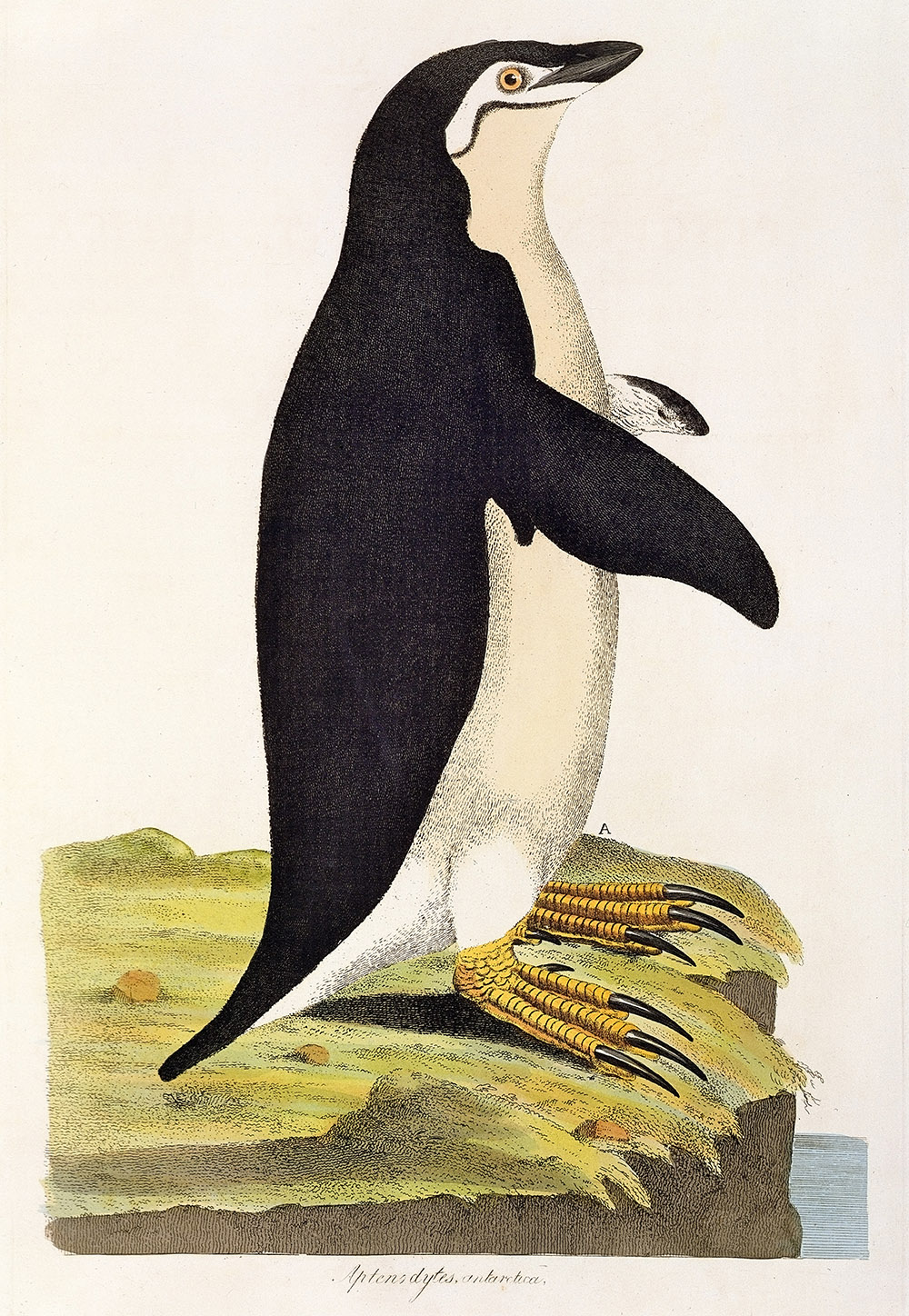 Aptenodytes Antarctica, John Frederick Miller, 1796.