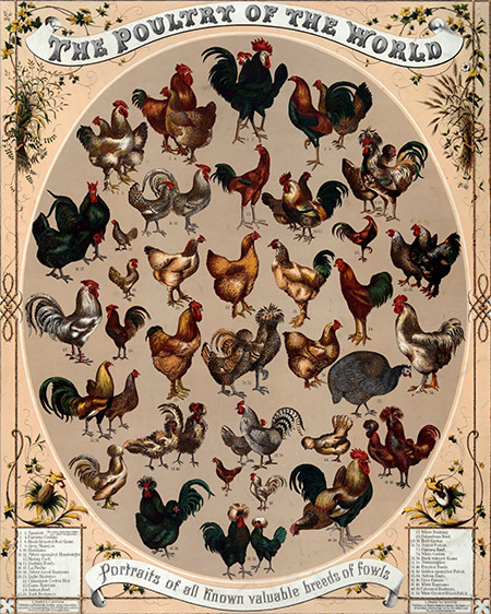Poultry of the World, 1868.