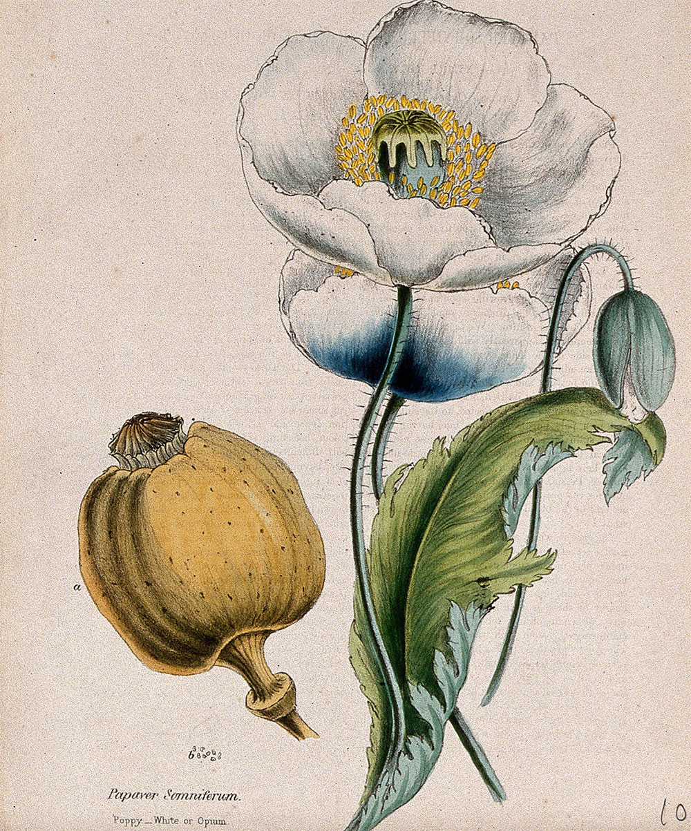 Opium poppy, white flowers and seed capsule, about 1853, after Miss M.A. Burnett.
