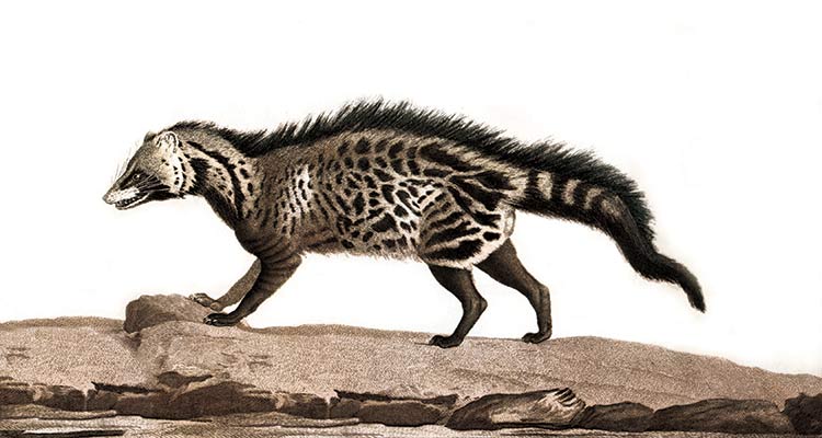 The Civet, an engraving by Simon Charles Miger, France, 1808.