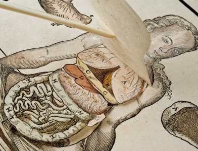 Anatomical fugitive sheets, Wellcome Collection.