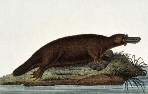 duck billed platypus evolution relatives duck billed platypus evolution relatives