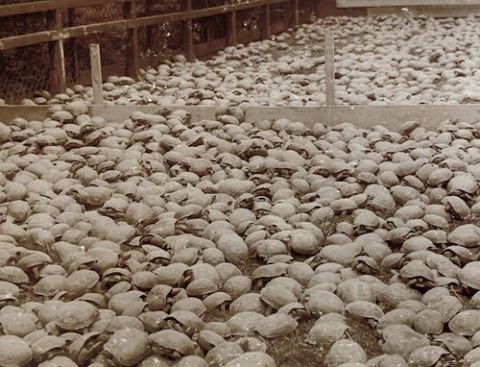 Carl Hagenbeck's Eight Thousand Tortoises