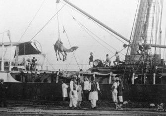 Unloading camels at Port Augusta, c.1893. State Library of South Australia, B 68916